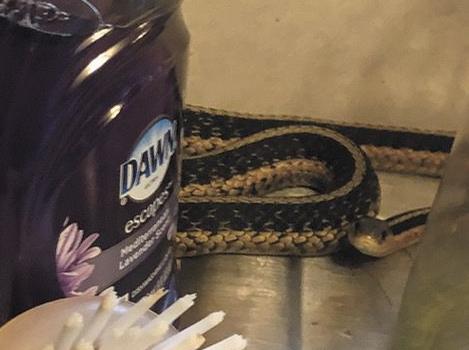Ssssnake